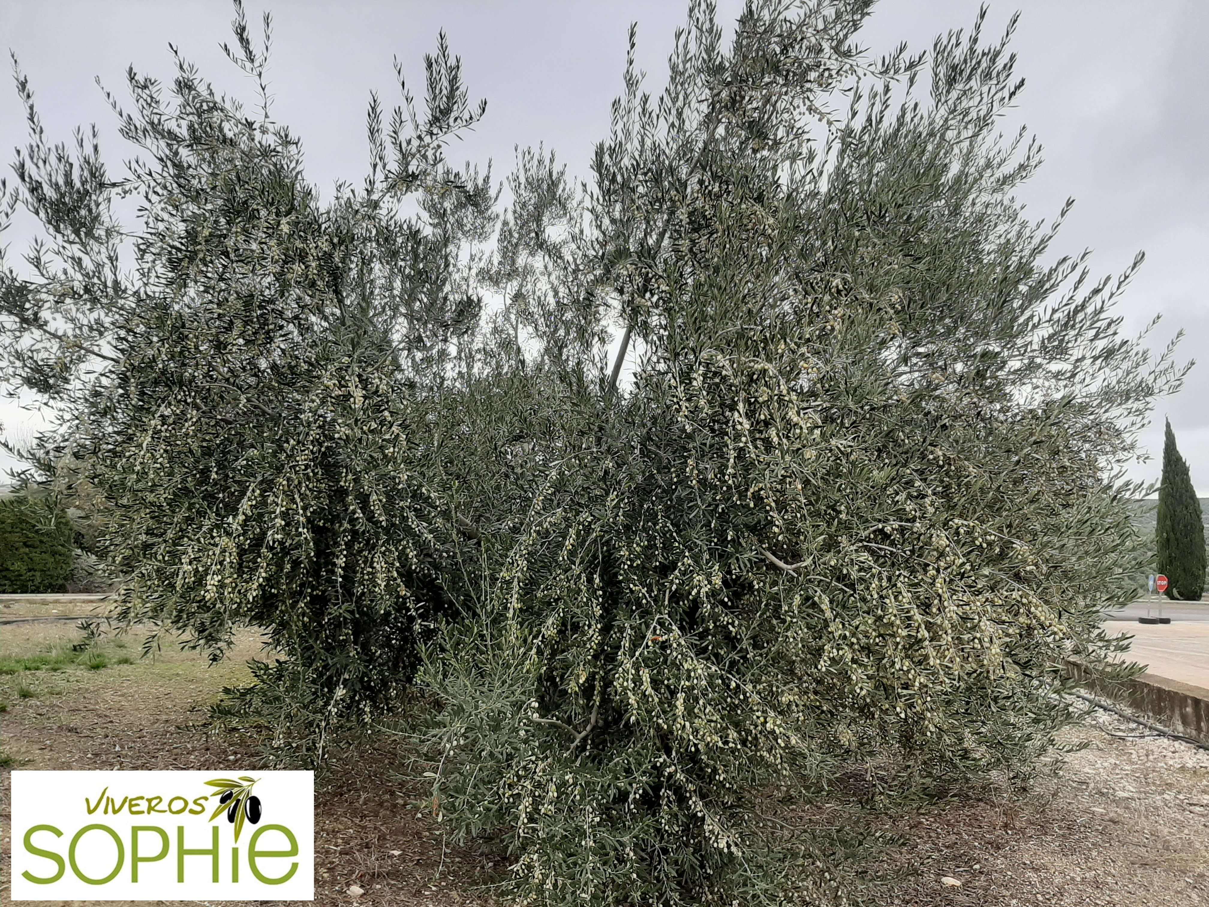 Variedad de olivo LEUCOCARPA ACEBUCHE